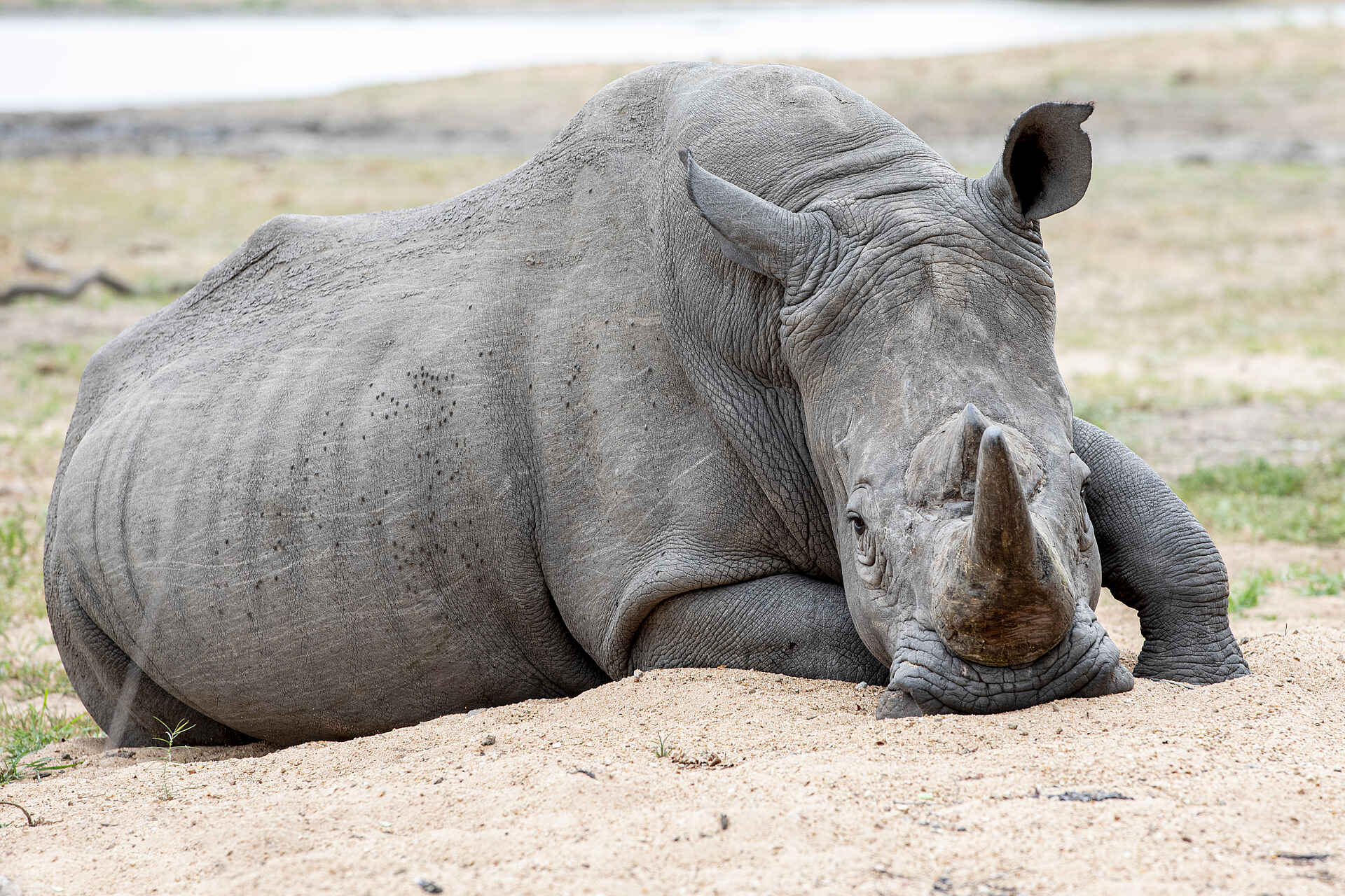 Simbavati Waterside Lodge: Ein Breitmaulnashorn