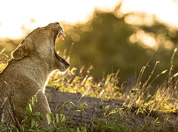 Singita Sweni Lodge: Löwin