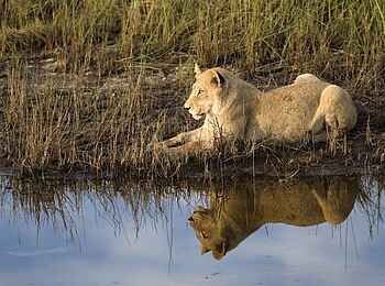 Vumbura Plains Camp: Löwin am Wasser