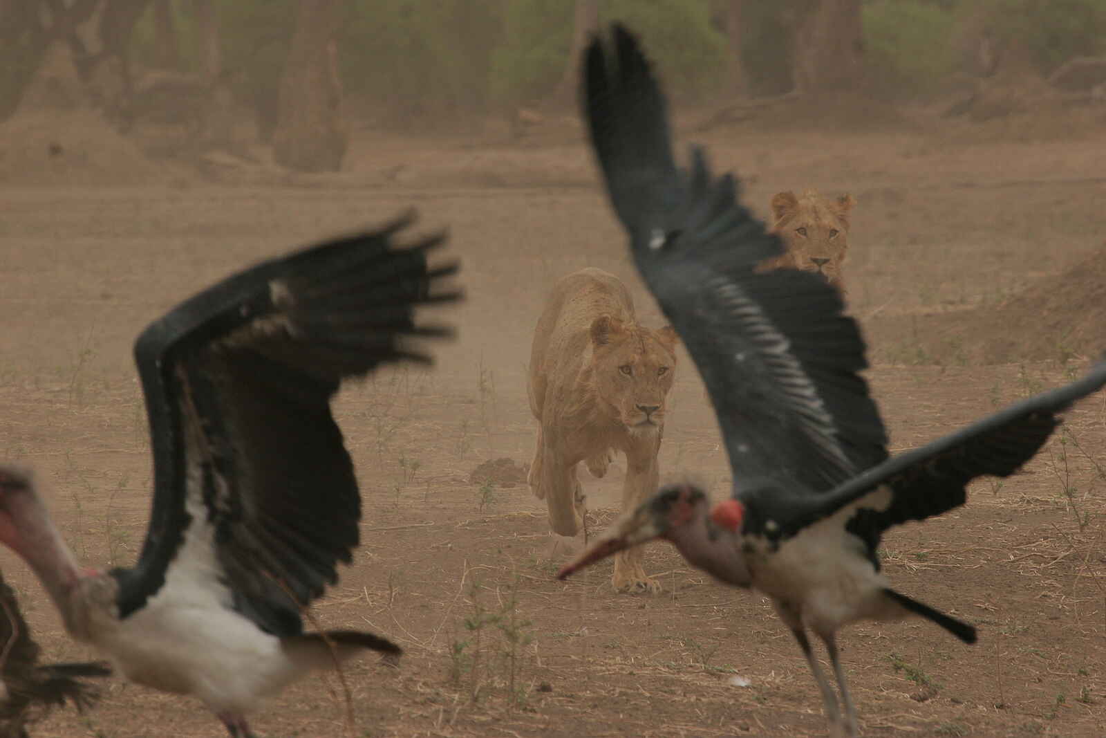 Vundu Camp: Löwen verjagen Marabustörche Vundu Camp: Löwen verjagen Marabustörche