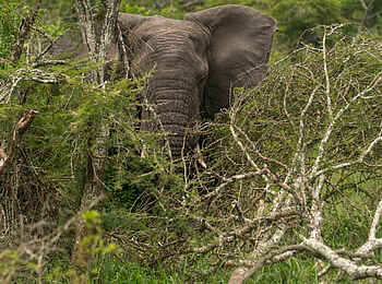 Akagera Game Lodge: Elefantenbulle Akagera Game Lodge: Elefantenbulle