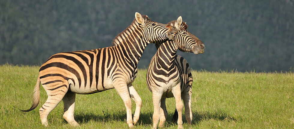 Garden Route, Kariega Game Reserve, Kariega Settlers Drift Lodge, Südafrika, Safari