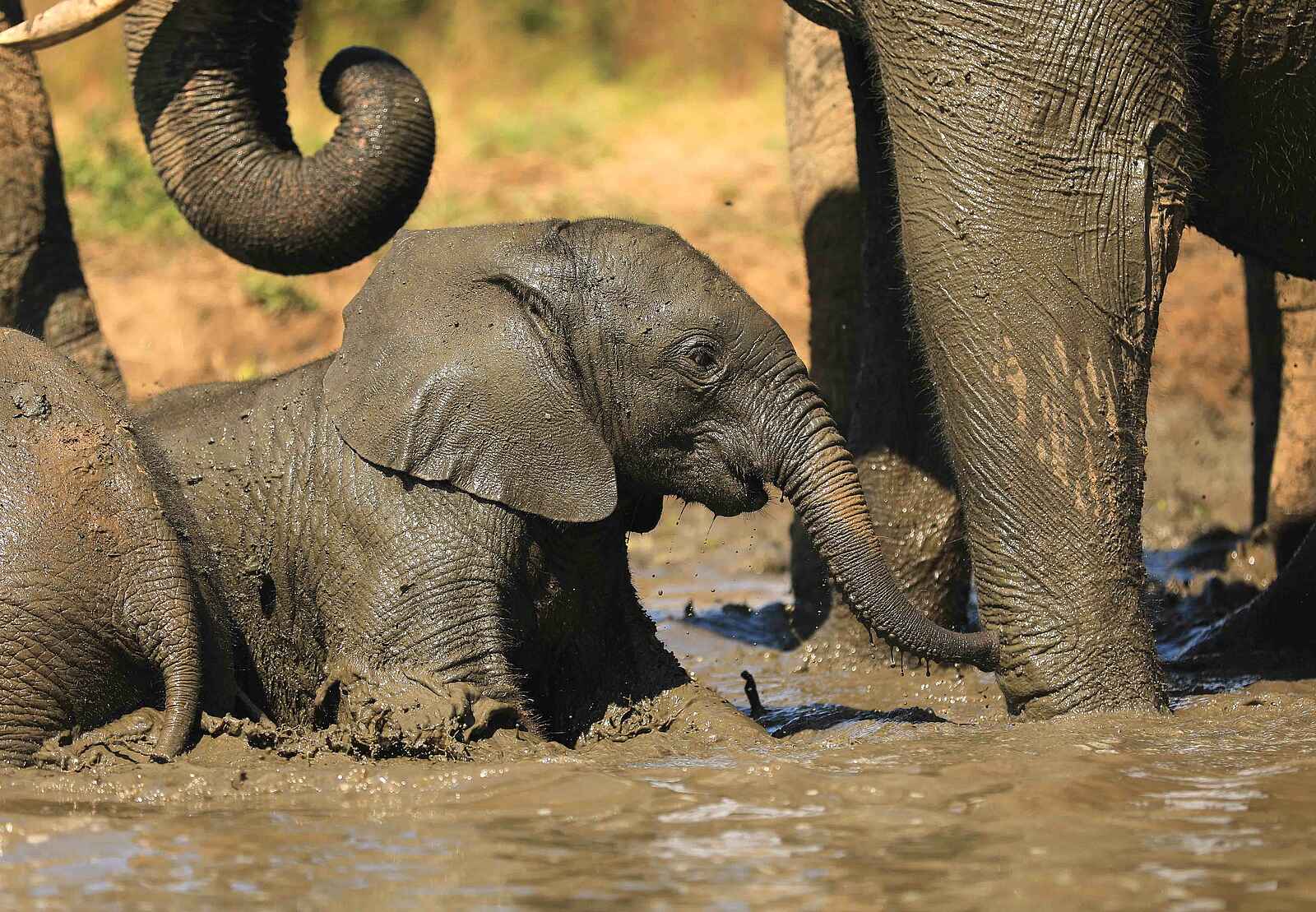 Kavinga Safari Camp: Elefanten beim Schlammbad Kavinga Safari Camp: Elefanten beim Schlammbad