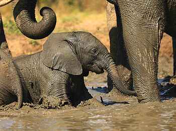 Kavinga Safari Camp: Elefanten beim Schlammbad Kavinga Safari Camp: Elefanten beim Schlammbad