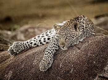 Legendary Mwiba Lodge: Ruhender Leopard Legendary Mwiba Lodge: Ruhender Leopard