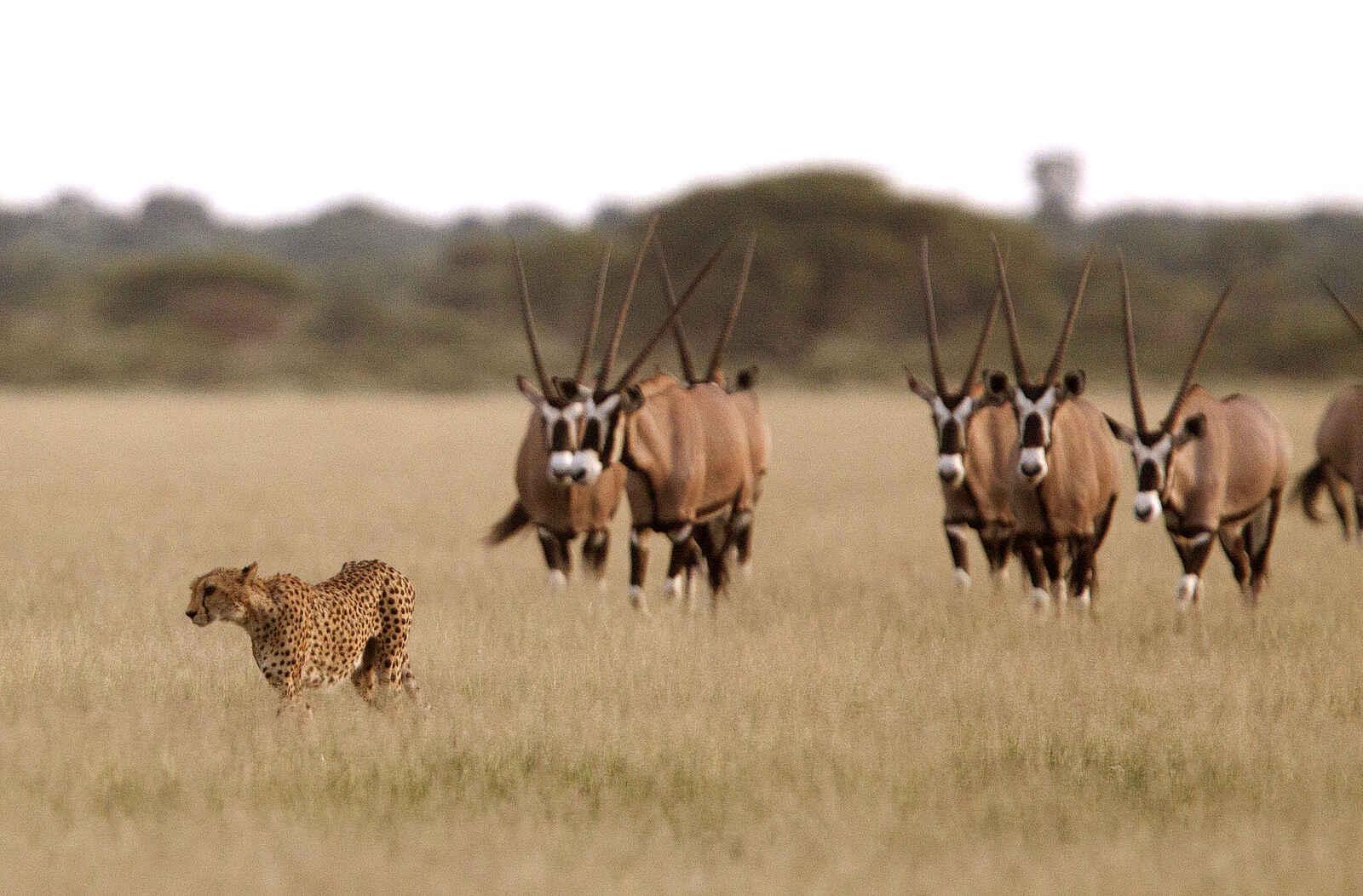 Miracle Rivers Komfort Safari: Gepard mit Oryx-Herde Miracle Rivers Komfort Safari: Gepard mit Oryx-Herde