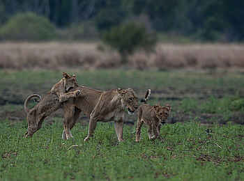 Ntemwa Busanga Bushcamp: Spielende Löwenfamilie