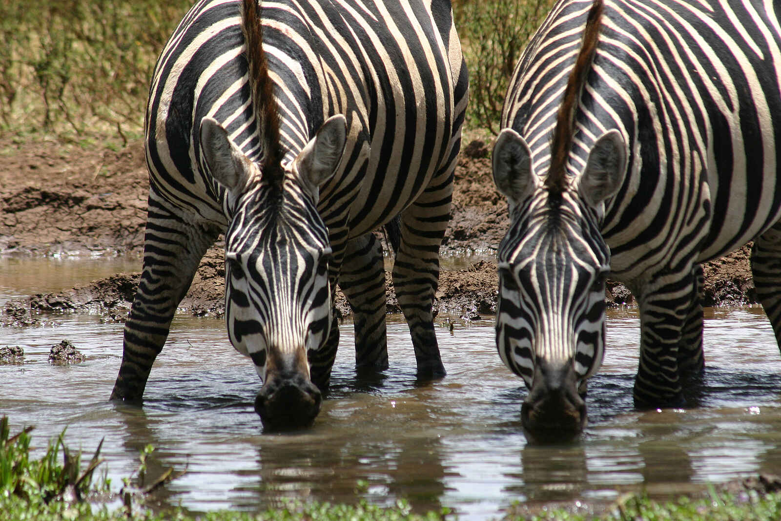 Richards River Camp: Zwei Zebras Richards River Camp: Zwei Zebras
