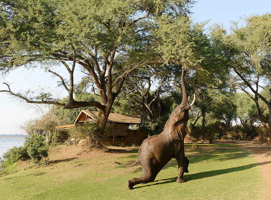 Time + Tide Chongwe Camp: Elefant beim Morgensport Time + Tide Chongwe Camp: Elefant beim Morgensport