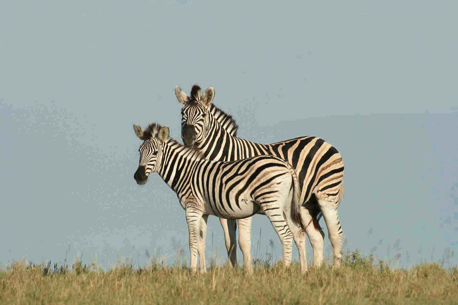 Camp Kalahari: Zebras Camp Kalahari: Zebras