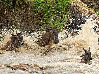 Chaka Camp: Drei Gnus in einem Fluss