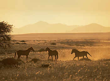Desert Horse Inn: Wildpferde Desert Horse Inn: Wildpferde
