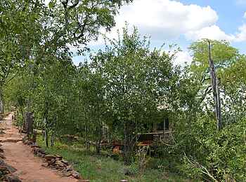 Ghoha Hills Savuti Lodge: Wege zwischen den Gästezelten