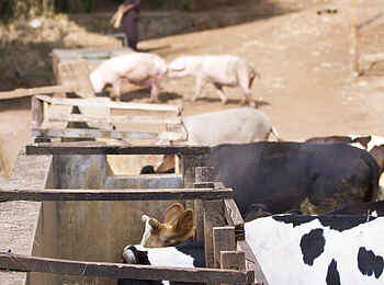 Gibbs Farm: Kühe und Schweine