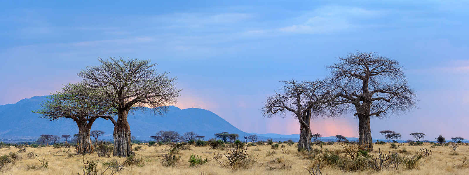 Jabali Ridge Camp: Ein traumhafter Ausblick über das Tal des Mwagusi Sand Rivers Jabali Ridge Camp: Ein traumhafter Ausblick über das Tal des Mwagusi Sand Rivers