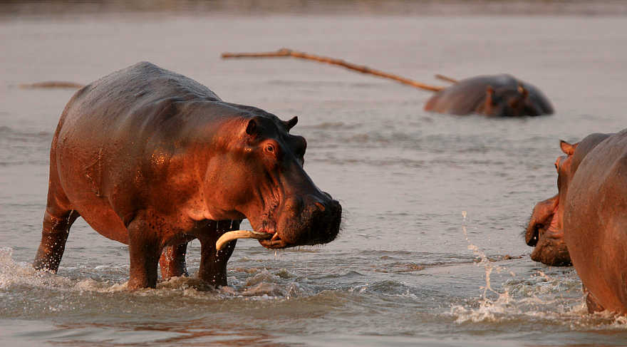 Kaingo Hippo Hide: Verwachsener Schneidezahn Kaingo Hippo Hide: Verwachsener Schneidezahn