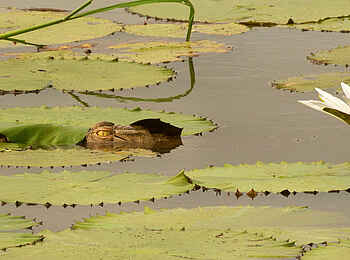 Kapani Lodge: Jäger unter Wasser