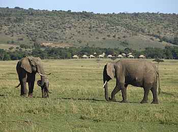 Kichwa Tembo Tented Camp: Elefantenfamilie in Campnähe Kichwa Tembo Tented Camp: Elefantenfamilie in Campnähe