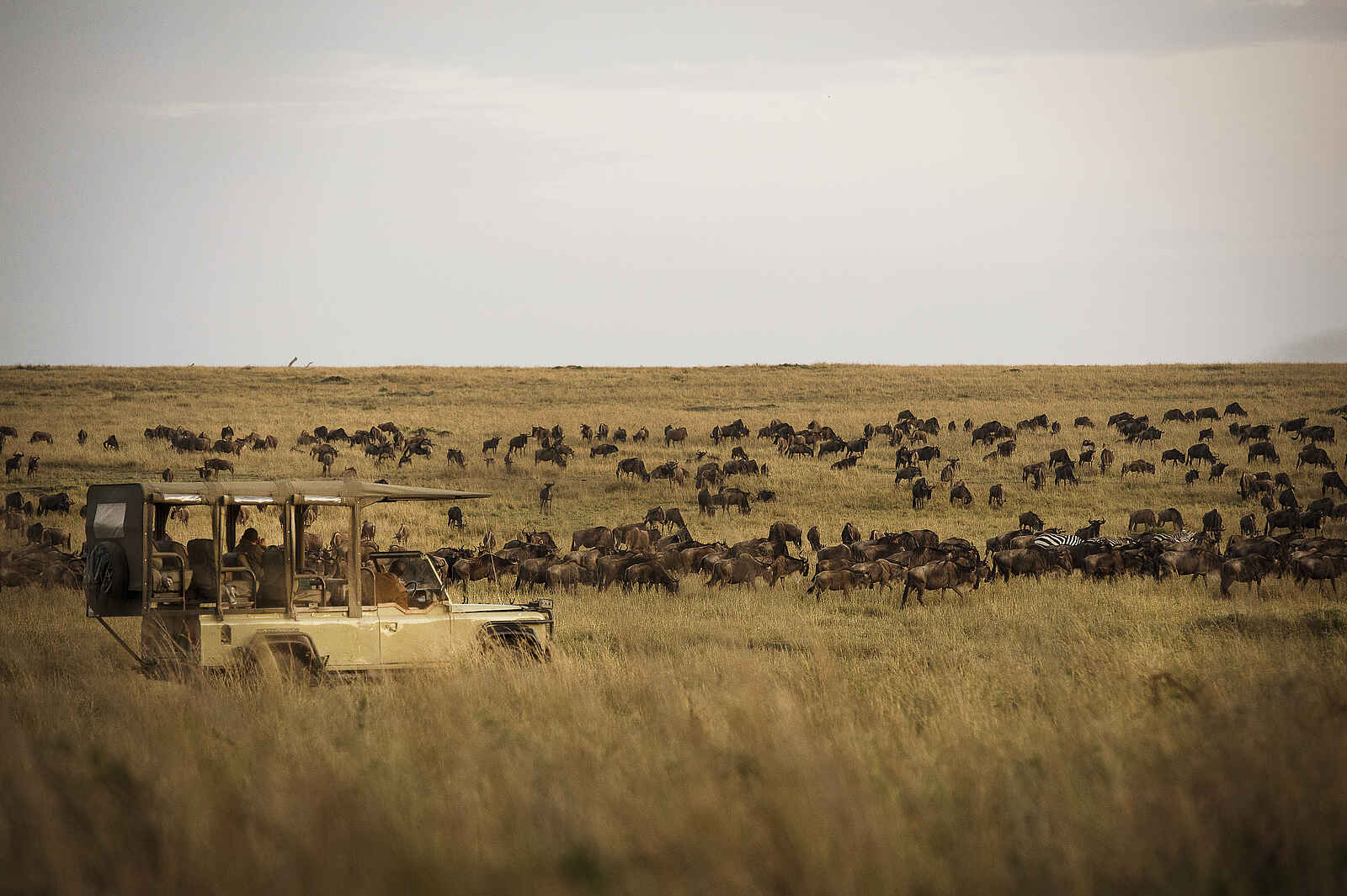 Kimondo Migration Camp: Game Drive zu den Tierherden Kimondo Migration Camp: Game Drive zu den Tierherden
