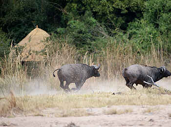 Kuyenda Bushcamp: Büffel in Campnähe