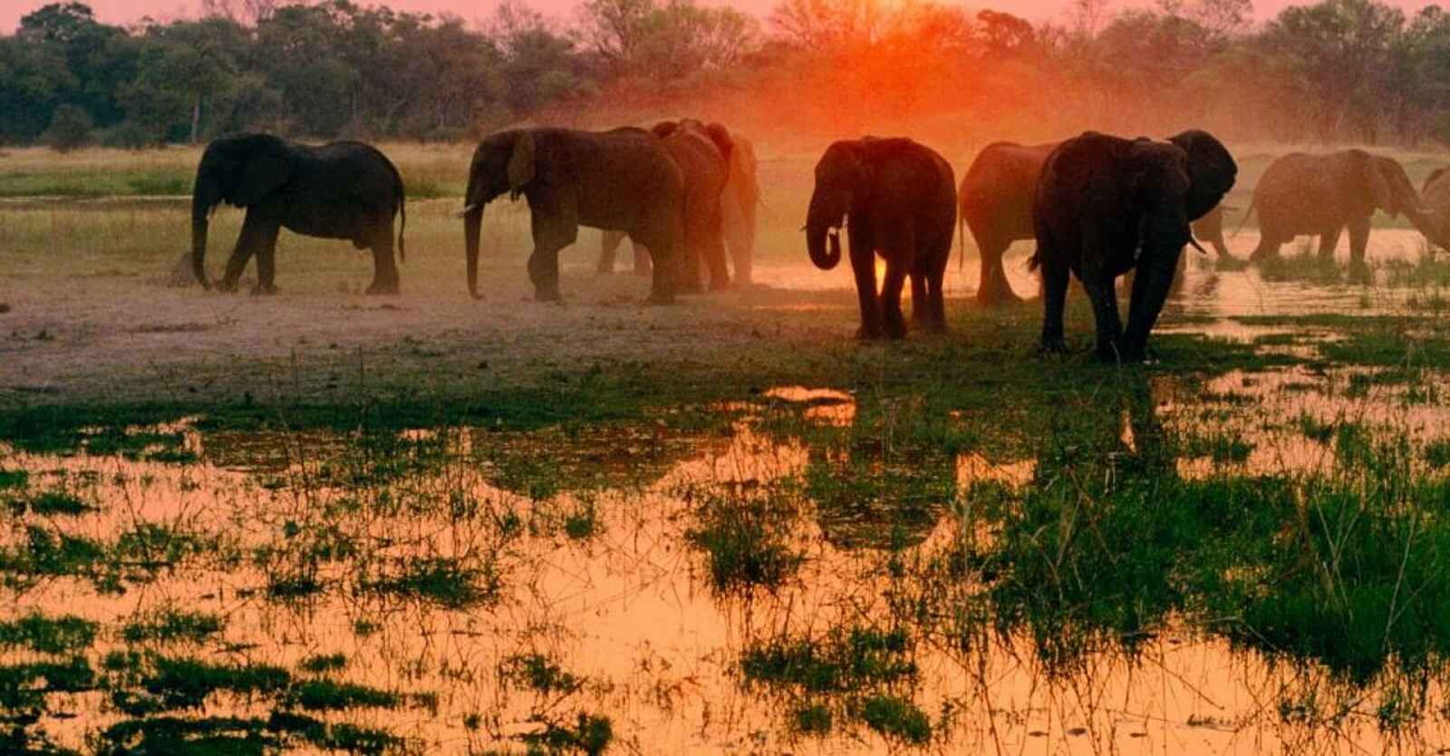 Kwapa Camp: Eine Elefantenherde bei Sonnenuntergang Kwapa Camp: Eine Elefantenherde bei Sonnenuntergang