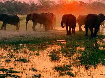 Kwapa Camp: Eine Elefantenherde bei Sonnenuntergang Kwapa Camp: Eine Elefantenherde bei Sonnenuntergang