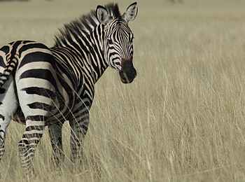 Little Chem Chem: Zebra im hohen Gras Little Chem Chem: Zebra im hohen Gras