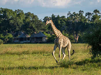 Little Mombo Camp: Giraffe