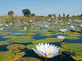Macatoo Camp: Seerosen
