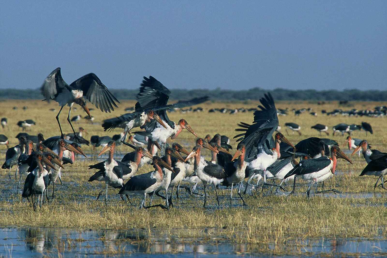 Machaba Camp: Marabus Machaba Camp: Marabus