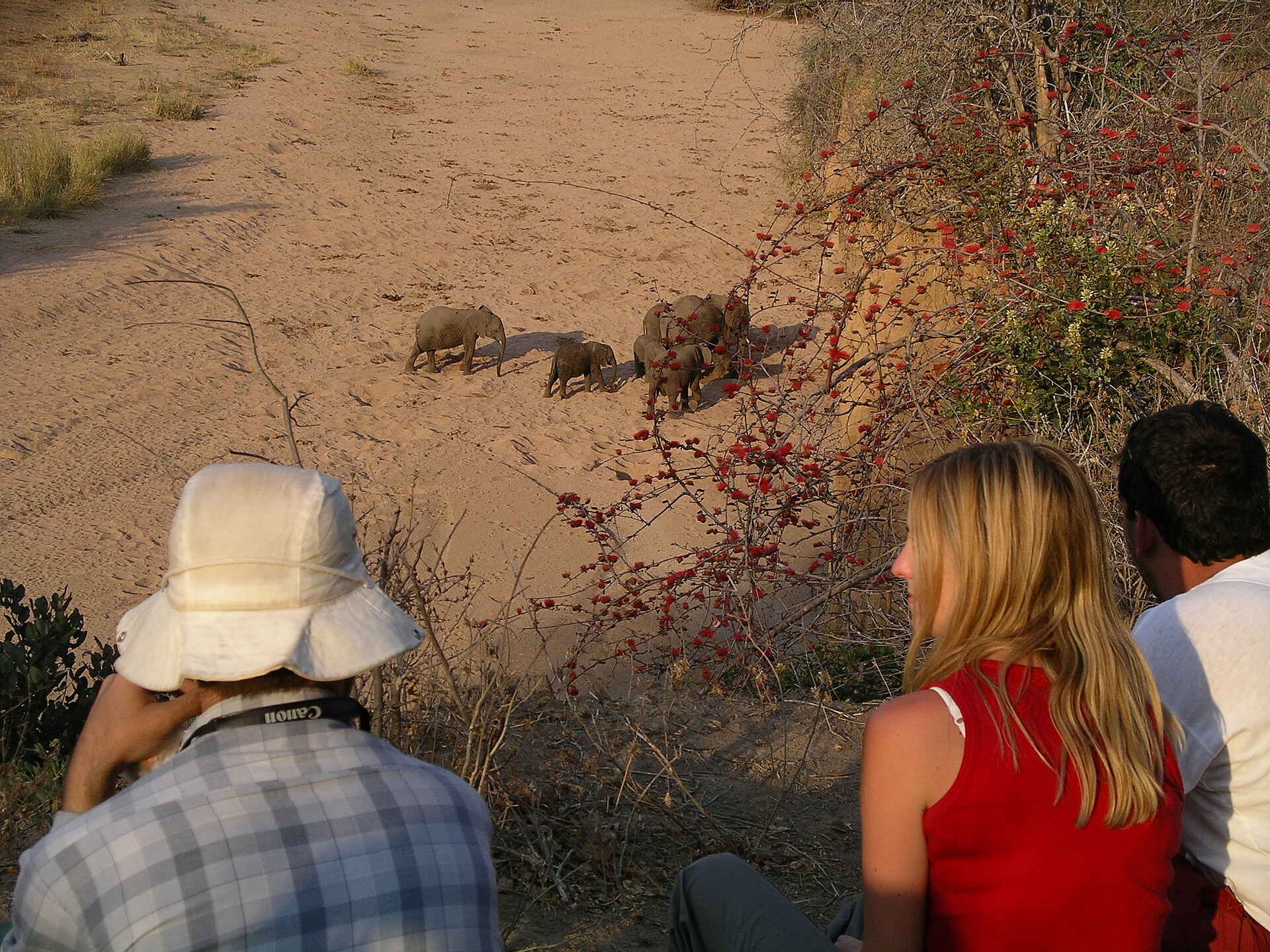 Mdonya Old River Camp: Blick in ein trockenes Flussbett Essential Destinations, Mdonya Old River Camp, Ruaha National Park, Aktivitäten, Elefant, Flussbett, Walking Safari, afrikarma, afrikarma Safaris, afrikarma Safaris - Wildnis. Hautnah., afrikarma.de