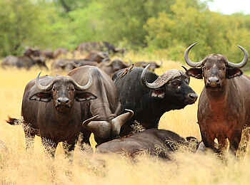 Motswari Game Lodge: Büffel