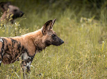 Nkasa Linyanti: Wildhunde Nkasa Linyanti: Wildhunde