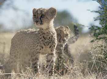 Okonjima Plains Camp: Gepardennachwuchs Okonjima Plains Camp: Gepardennachwuchs