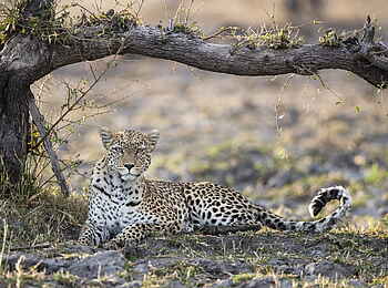 Qorokwe Camp: Leopard Qorokwe Camp: Leopard