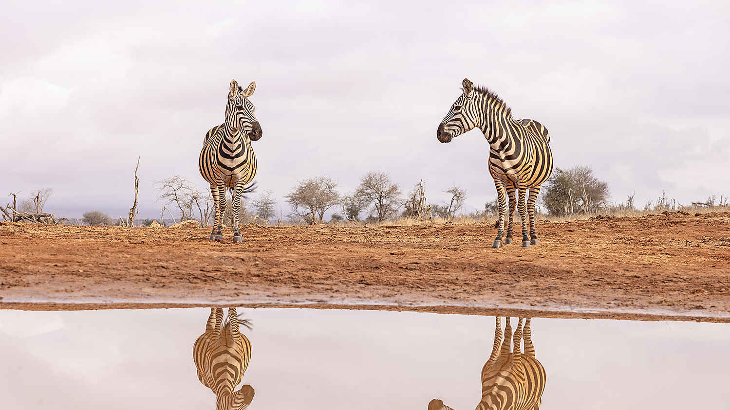 Soroi Lions Bluff Lodge: Zebras spiegeln sich im Wasser Soroi Lions Bluff Lodge: Zebras spiegeln sich im Wasser