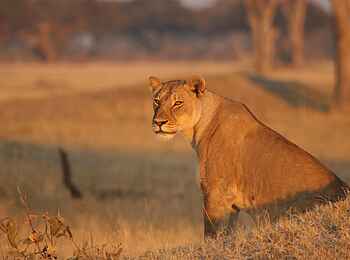 The Hide: Löwin The Hide: Löwin