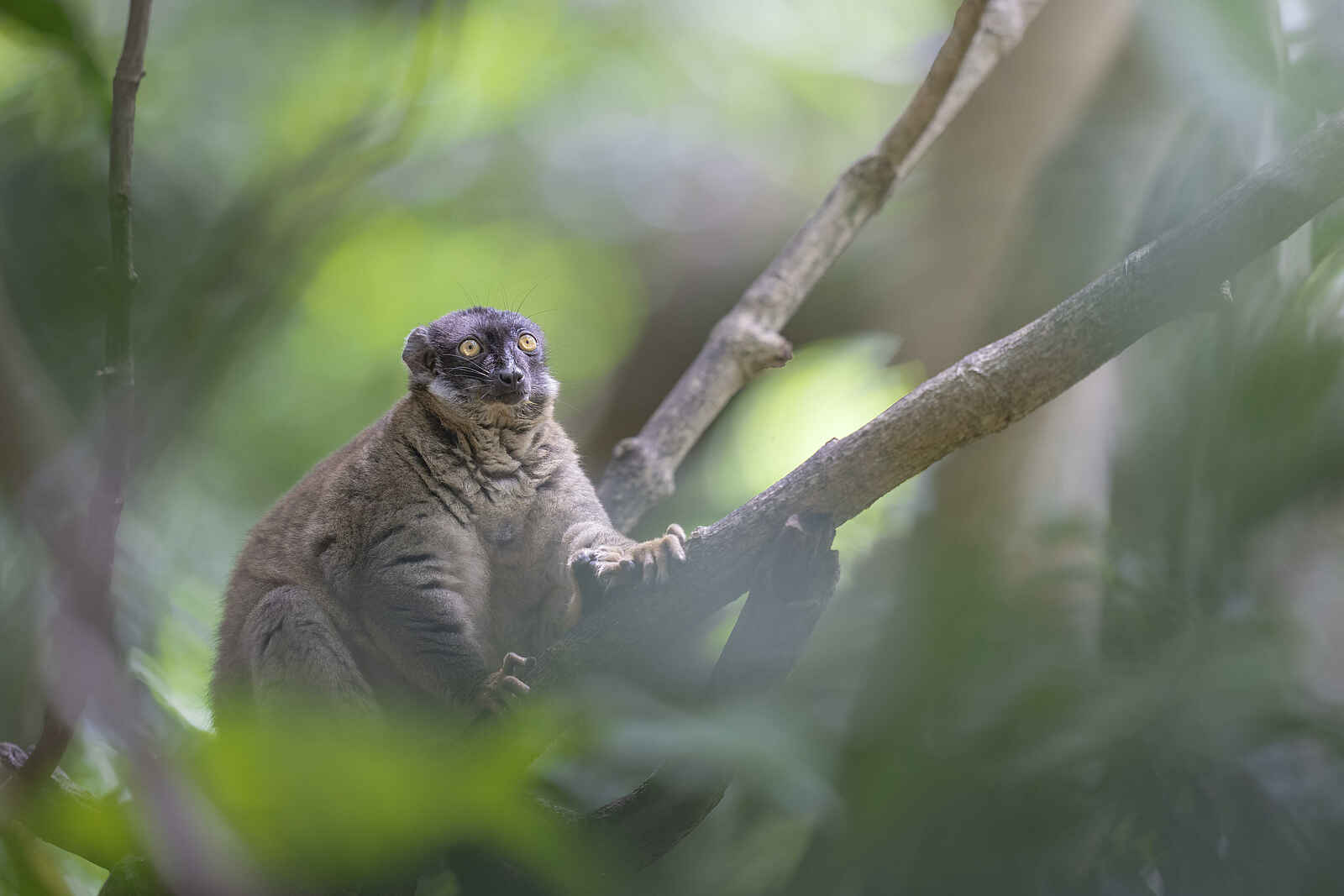 Time + Tide Tsara Komba: Ein brauner Maki in den Bäumen Time + Tide Tsara Komba: Ein brauner Maki in den Bäumen
