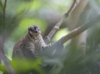 Time + Tide Tsara Komba: Ein brauner Maki in den Bäumen