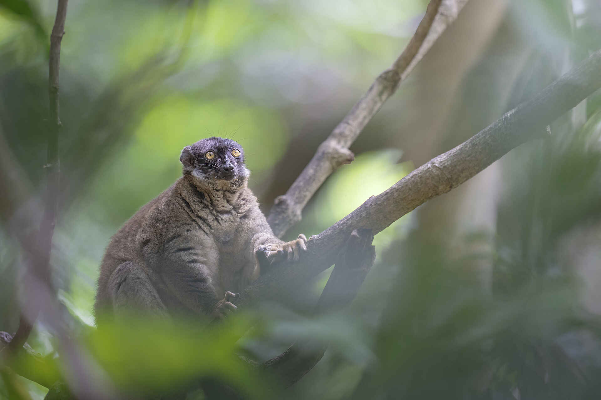 Time + Tide Tsara Komba: Ein brauner Maki in den Bäumen