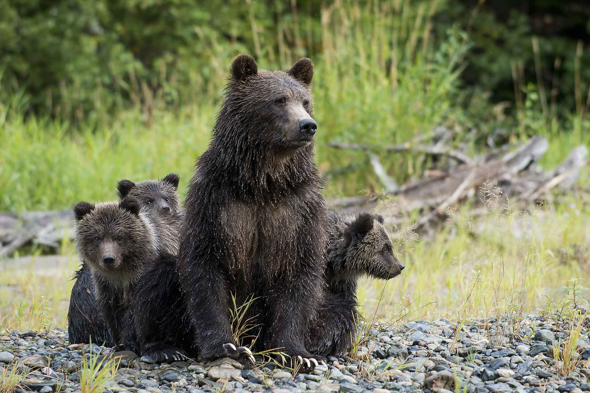 Tweedsmuir Park Lodge: Familie von Grizzly Bären Tweedsmuir Park Lodge: Familie von Grizzly Bären