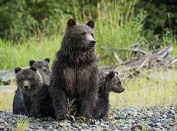 Tweedsmuir Park Lodge: Familie von Grizzly Bären