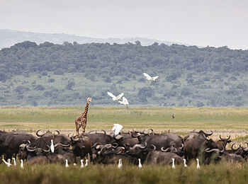 Wilderness Magashi Peninsula: Eine Büffelherde