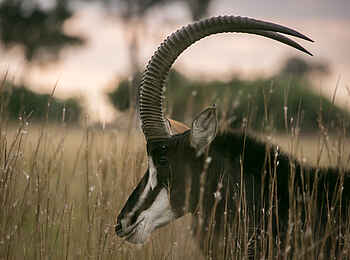 Bushman Plains Camp: Sable Buck Bushman Plains Camp: Sable Buck