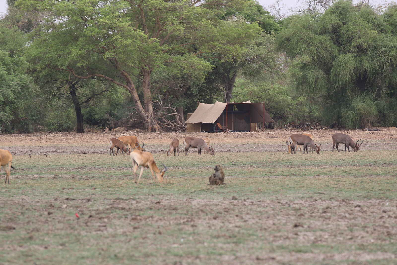 Camp Nomade: Antilopen vor einem Gästezelt Camp Nomade: Antilopen vor einem Gästezelt