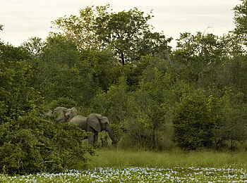 Ingwe Pan Camp: Elefanten Ingwe Pan Camp: Elefanten