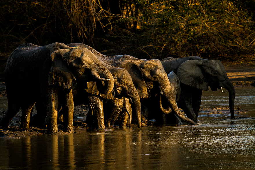 Kanga Expeditions: Elefanten an der Kanga Pan Kanga Expeditions: Elefanten an der Kanga Pan