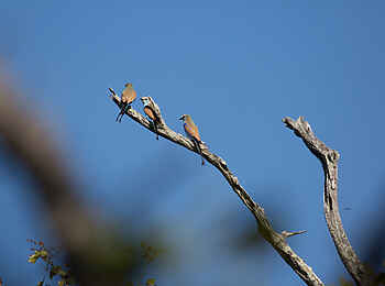 Ntemwa Busanga Bushcamp: Racket-tailed Rollers