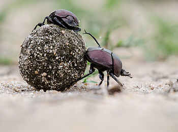 Sabi Sabi Bush Lodge: Dung Beatles Sabi Sabi Bush Lodge: Dung Beatles