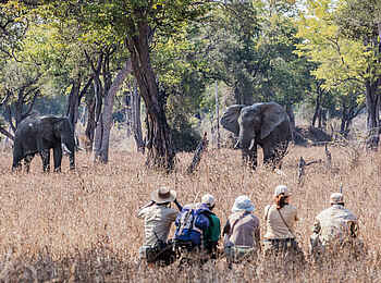 Chikoko Tree Camp: Elefanten Chikoko Tree Camp: Elefanten